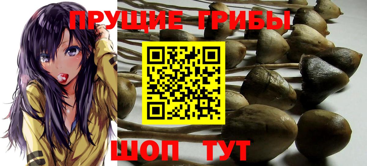 хочу наркоту  Вход с VPN  Назарово  Псилоцибиновые грибы Psilocybine cubensis 